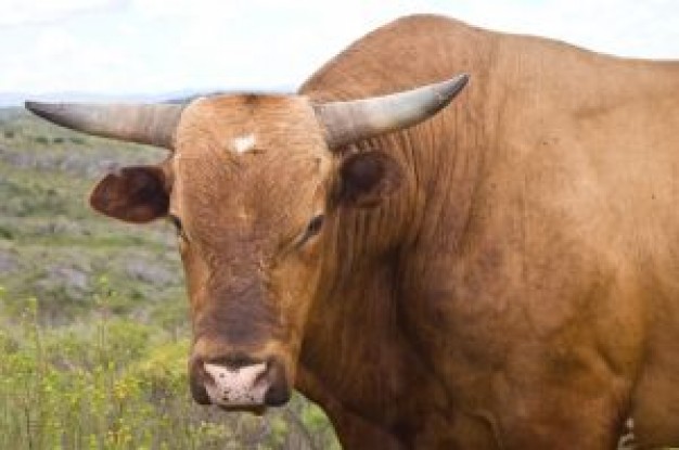 Gurkha angry Spain bull about Recreation Running of the Bulls